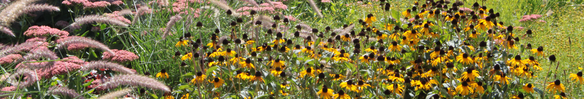 Blumen Pflanzung